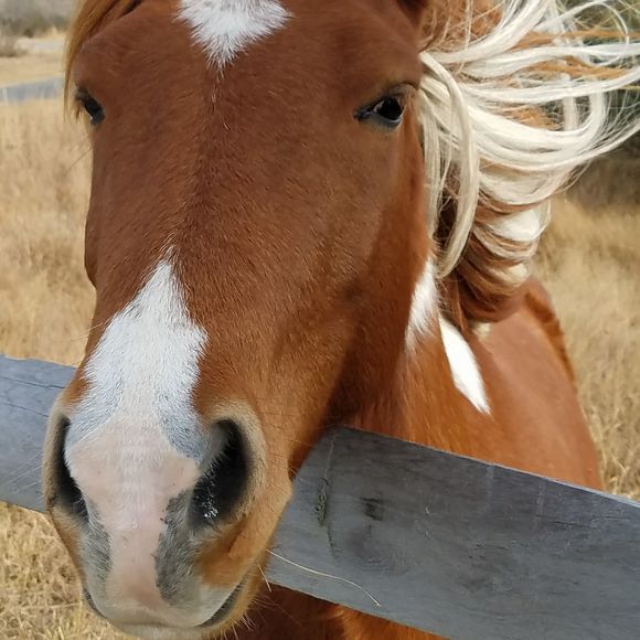 Meet your Posher, Debbie - Picture 1 of 1